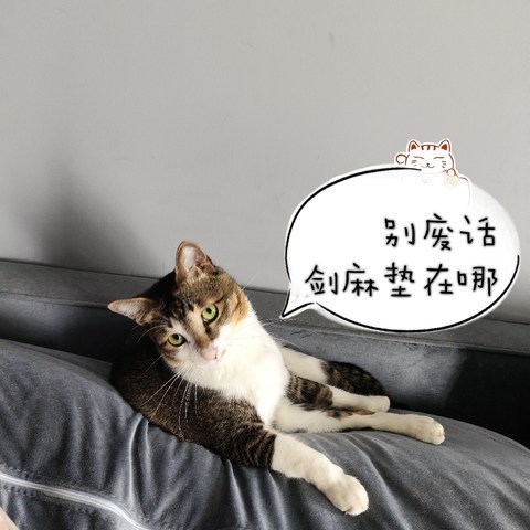 铲屎君买“真剑麻”猫抓毯的辛酸经