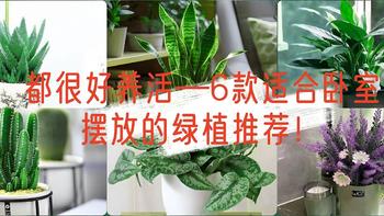 都很好养活—6款适合卧室摆放的绿植推荐！