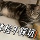  猫猫体检项目这么多，做足功课才能不花冤枉钱　