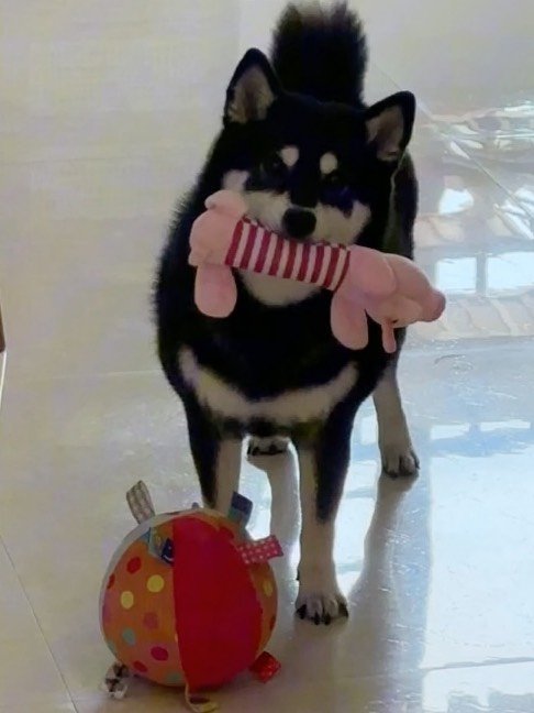 喜新厌旧的狗子💢