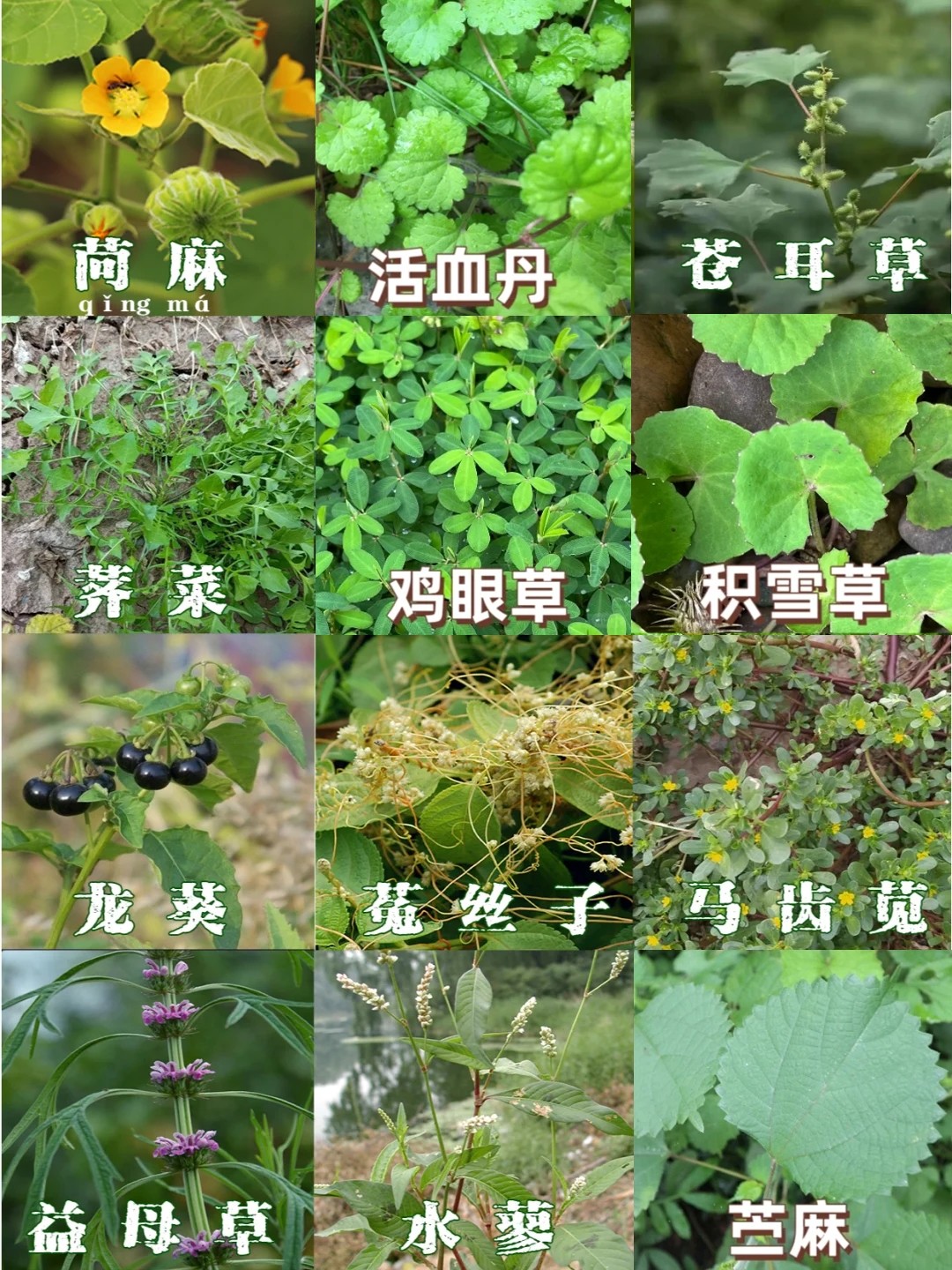 小蓬草图片与功效图片