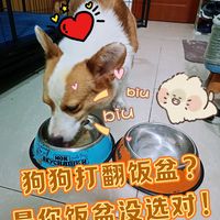 狗狗打翻饭盆？是你饭盆没选对！