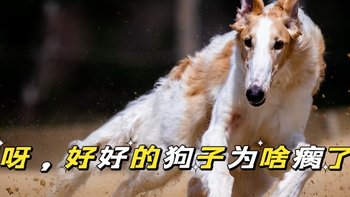 狗狗边走边跳很可爱？长点心吧，当心是骨骼问题