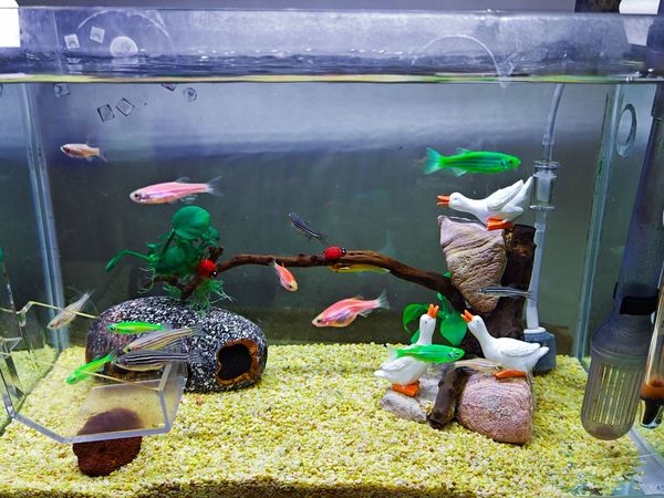 新手养斑马鱼小心得