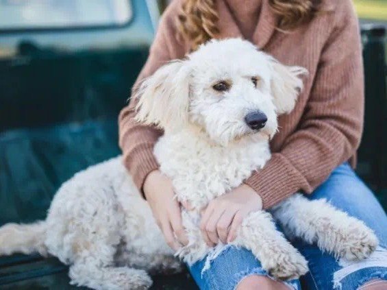 养狗的七大坏处，第一条就难以忍受