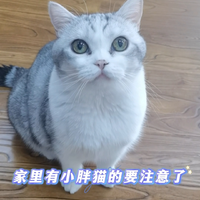 家里有小胖猫的注意了