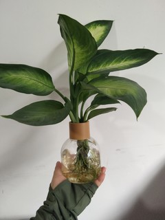 绿植新宠：”黄金玛丽安水培植物