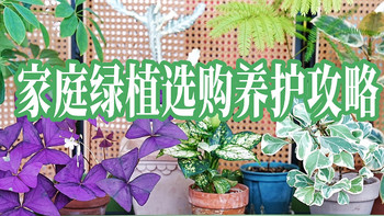 家的松弛感是绿植给的：家庭绿植选购养护攻略