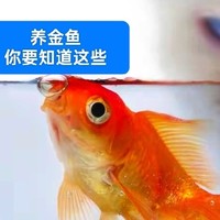 想养金鱼吗？知道这6个方面，你也能成为养鱼达人