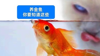 想养金鱼吗？知道这6个方面，你也能成为养鱼达人