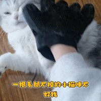 没有一根毛都不掉的小猫咪