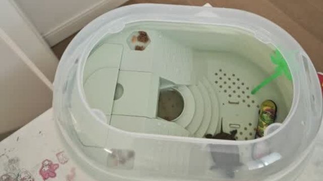 乌龟缸里的秘密花园，你发现了吗？