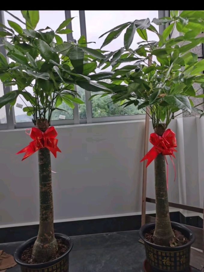 墨一发财树盆栽大型绿植室内客厅办公室辫子发财树1517米含原盆