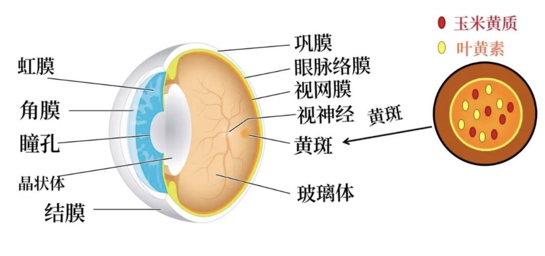 离焦镜佩戴1年复查结果竟是？！奶爸亲身讲述最伤眼的4个行为