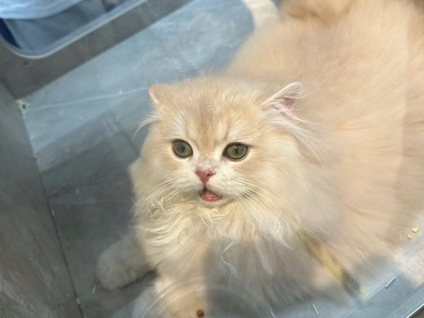 亚宠展-猫猫一览