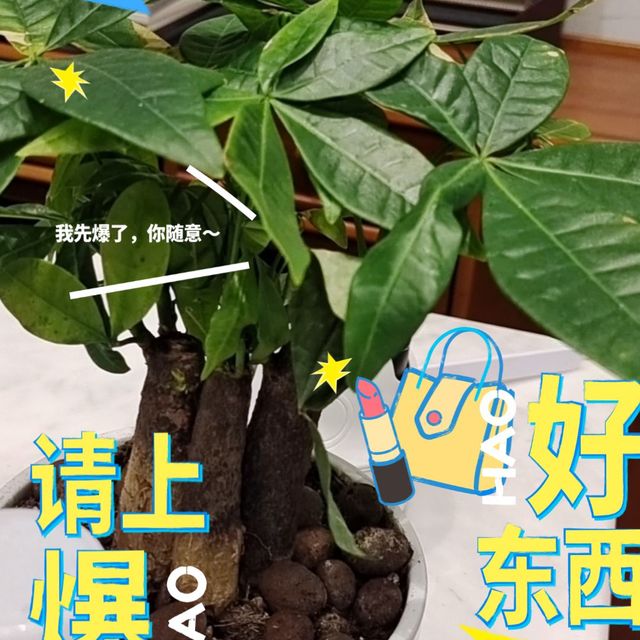 家的绿意盎然，发财树的秘密你知道吗？