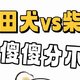 秋田❓柴犬❓傻傻分不清…看看你能分的清吗❗