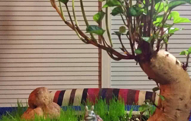 江苏一姑娘“水培红薯”走红，0成本养成盆景，网友：好美