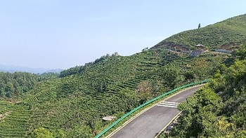 半山茶香风正好，丹江口土关垭茶山游记