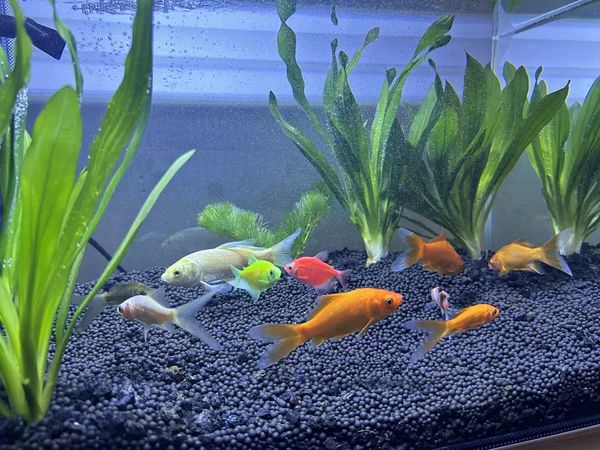 侧滤客厅鱼缸：桌面上的自然乐园，超白玻璃自循环生态