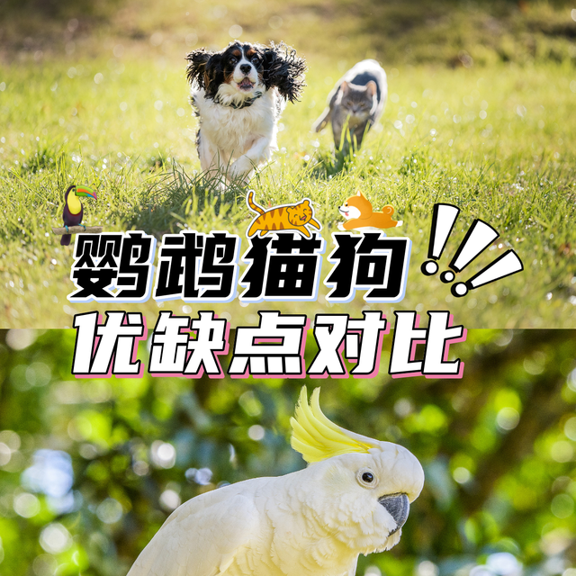 养鹦鹉，比养猫狗有什么优点和缺点？