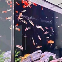 鱼缸除藻剂：守护水族生态