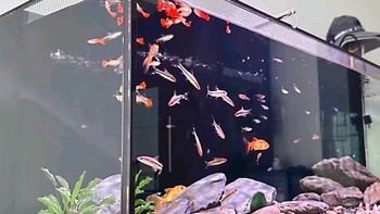 鱼缸除藻剂：守护水族生态