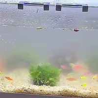 长锐（CHANGRUI）侧滤鱼缸K600：打造水族生态乐园