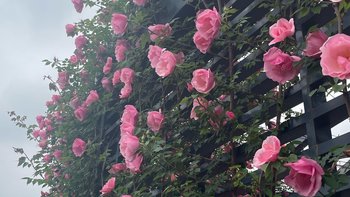 宁波植物园：城市中的自然绿洲，溜娃网红地 