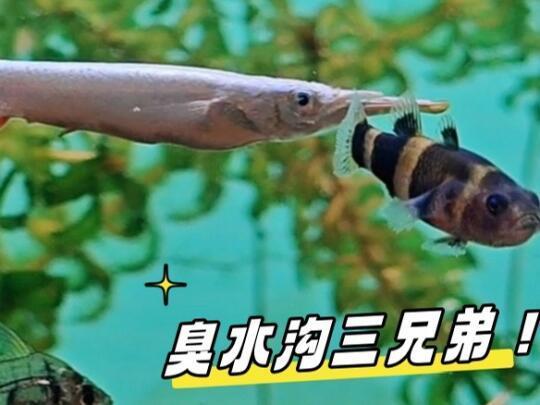 鱼你开缸③丨还原东南亚“臭水沟”造景