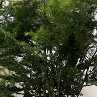 这4种植物既美又实用，轻松打造绿色氧吧