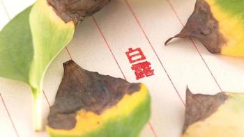 “白露逢月头，来年必定愁”，老祖宗为何这样说？今年白露在何时