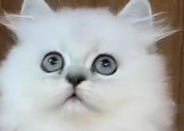 【什么值得买·萌宠专享】拿破仑猫：萌力全开，爱宠新选择！