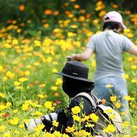 一镜走天下之北京奥森公园百日菊，初秋花海美不胜收