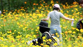 一镜走天下之北京奥森公园百日菊，初秋花海美不胜收