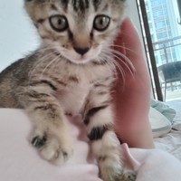 一个月的小奶猫，24小时就融入新家了