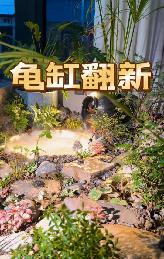 你们要看的龟缸后续来啦‼️