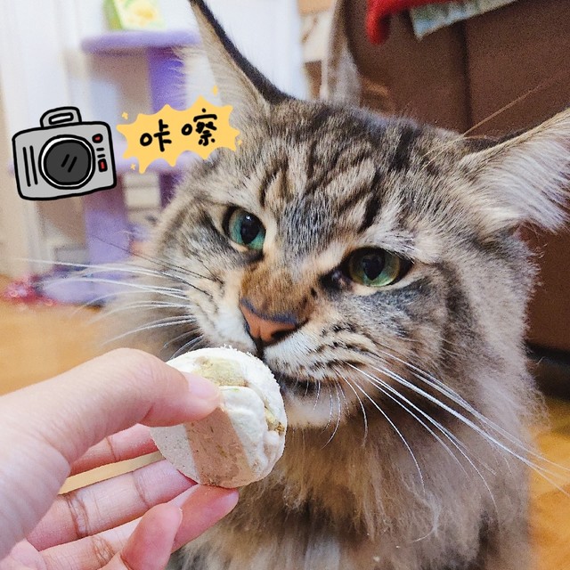 猫咪也吃小包子！零食中的战斗力！！一个包子一家猫吃！分量刚好！好物清单