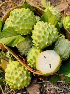 甜蜜蜜，甜腻腻的牛奶凤梨释迦果🍒，中秋礼品推荐🌸