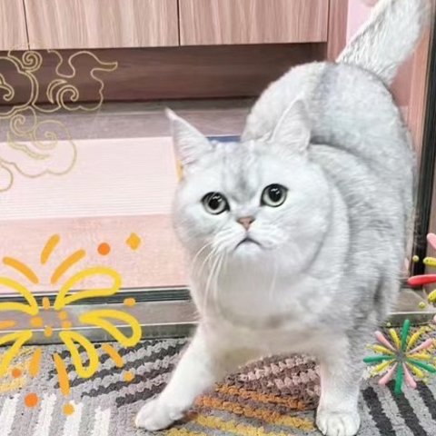 小馒头推荐好吃的猫条，美味无法抵挡😄！