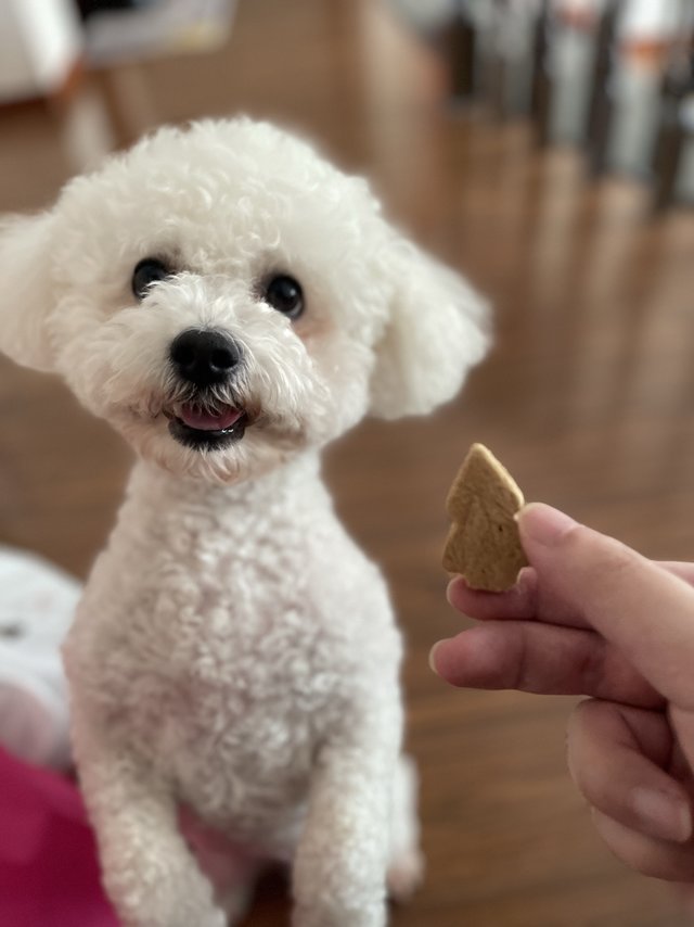 中秋节给狗狗打开新世界大门，刚刚拿回家狗狗就迫不及待的想要尝尝，味当家云杉排毛冻干试用体验！