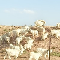 错峰出游，人均4000 勇闯宁夏—咸阳七天八晚！（四）最精彩的一天