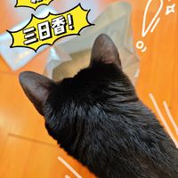 哇！pidan猫砂，用出了新屎坑三日香的非凡体验？！｜测评