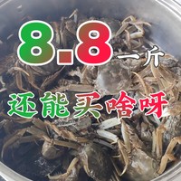 8.8元一斤的河蟹，20元过个中秋节