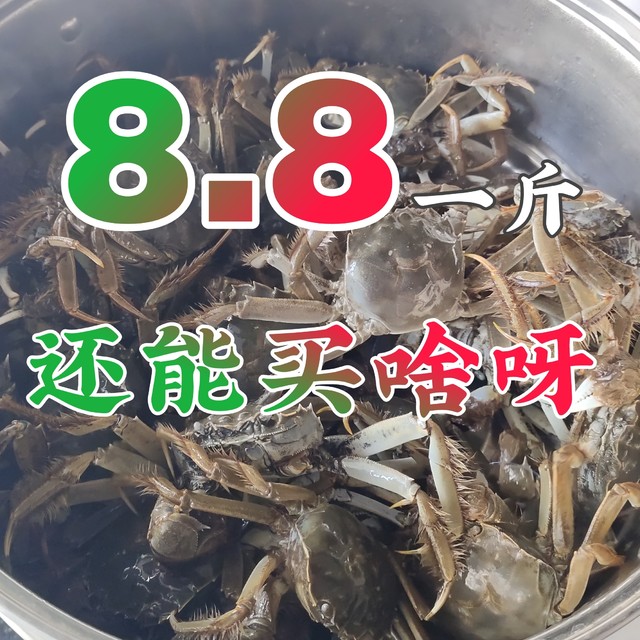 8.8元一斤的河蟹，20元过个中秋节