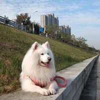 冠能狗粮中型犬成犬狗粮15kg，高消化吸收，让狗狗吃得开心健康，主人们放心满满哦！🐾