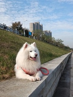 冠能狗粮中型犬成犬狗粮15kg，高消化吸收，让狗狗吃得开心健康，主人们放心满满哦！🐾