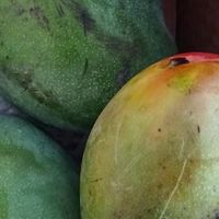 芒果：热带风情的甜蜜使者，味蕾与文化的双重盛宴