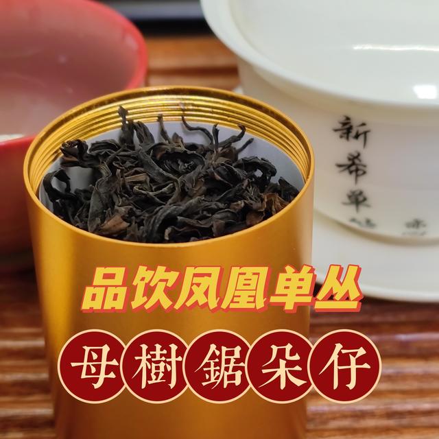 【凤凰单丛】母树锯朵仔（20240915-16）