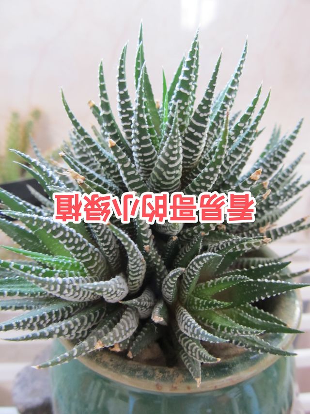 看我的条纹十二卷